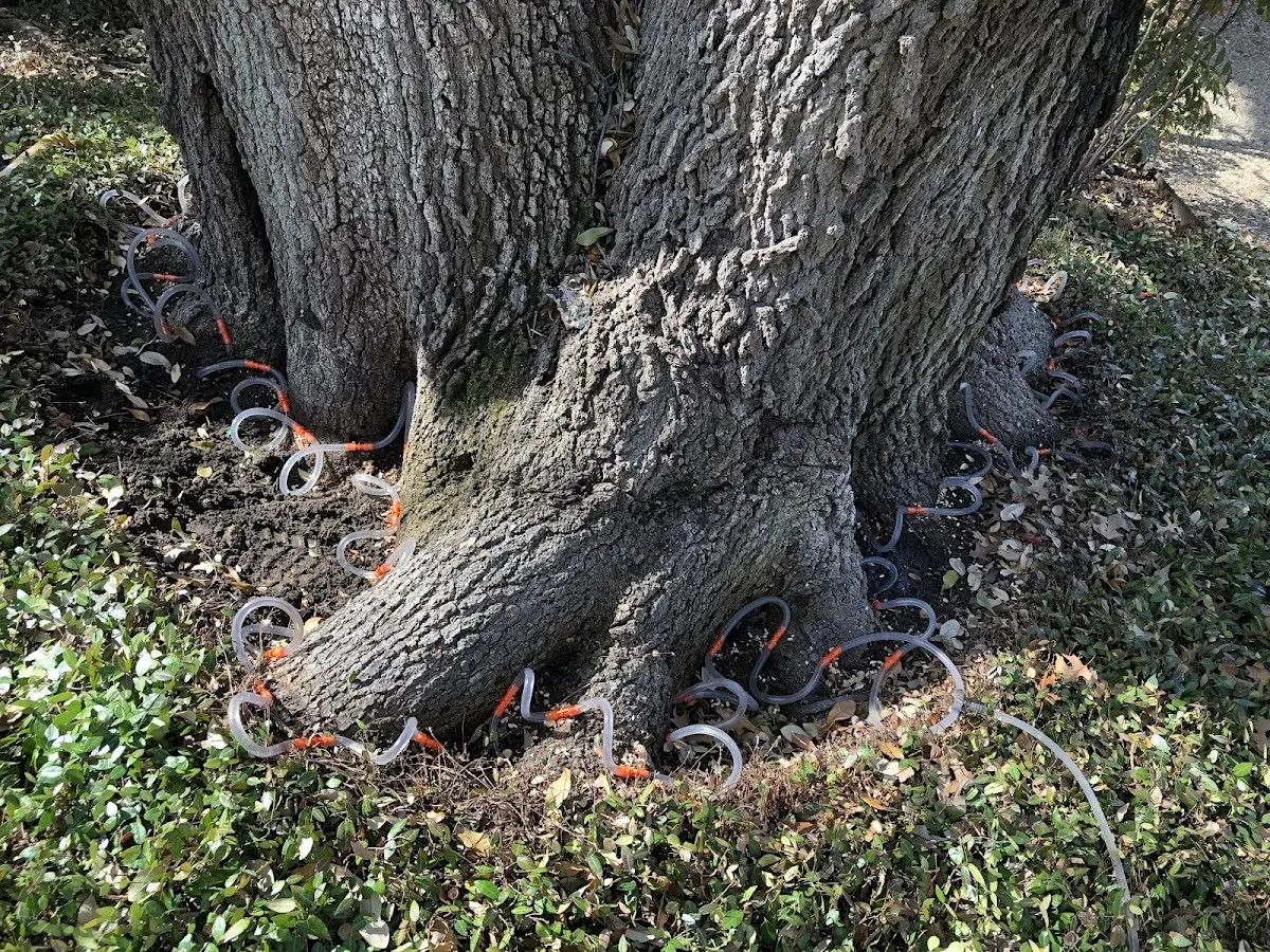 Detailed Tree Cabling and Bracing job site in Sheridan Lake